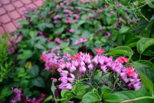 a bunch of pink flowers in a garden at Hotel Oasis in San Salvador