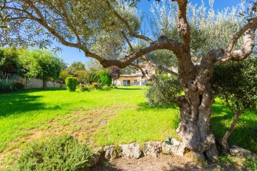 a tree in a yard with a house in the background at Villa Mary in Gerani