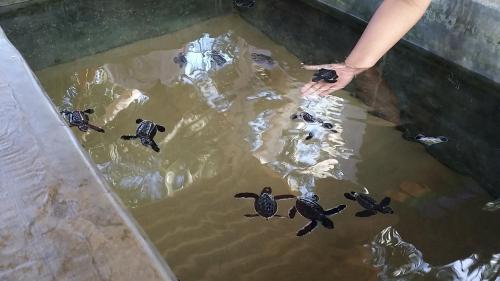 a person is feeding turtles in a pond at Sunset Beach Residence in Panadura