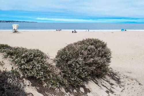 a bush in the sand on a beach at Hampton Inn Monterey in Monterey