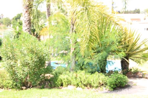 a garden with palm trees and plants in a yard at Chalet adosado en urbanización con piscina in Estepona