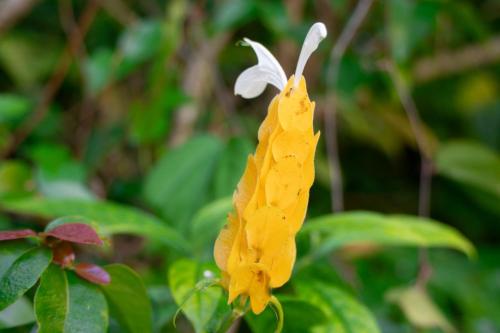 a yellow flower with a white butterfly on it at Gingerhill Farm Retreat in Kealakekua