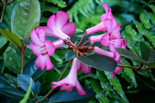 a group of pink flowers on a tree at Gingerhill Farm Retreat in Kealakekua