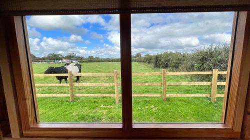 a window with a view of a cow in a field at Cosy Little Hut in Launceston