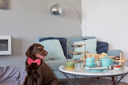 a brown dog sitting in a living room with a table at Luccombe Manor Country House Hotel in Shanklin
