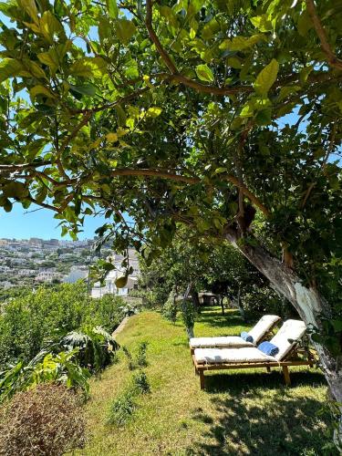 a bench sitting under a tree on a hill at Depandance Casa Paolina in Capri
