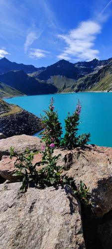 a plant on top of a rock in front of a lake at Gschlössle Ferienwohnungen in Jerzens