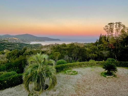 uma palmeira num jardim com um pôr-do-sol ao fundo em Villa Tany em Capoliveri