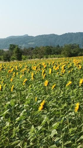 a field of yellow sunflowers in a field at Il Conte di Montechiaro Rural B&B in Sasso Marconi