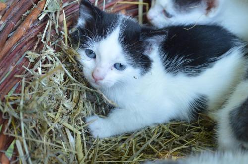 a black and white kitten laying in some hay at Ferienhaus Stockli in Brunnen