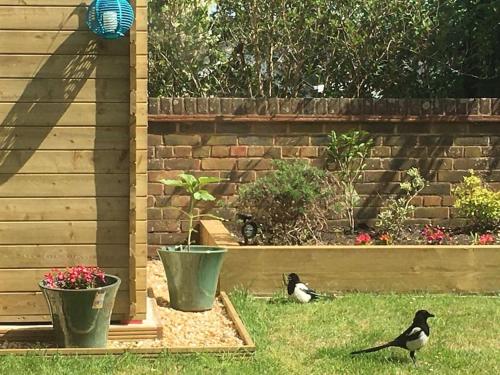two birds standing in the grass in a garden at 2 bedroom house with lovely garden and views in Brighton & Hove