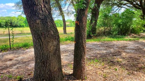 two trees standing next to each other in a field at The Tiny 'Tainer - Tiny Container Home w. Hot Tub! in Weatherford