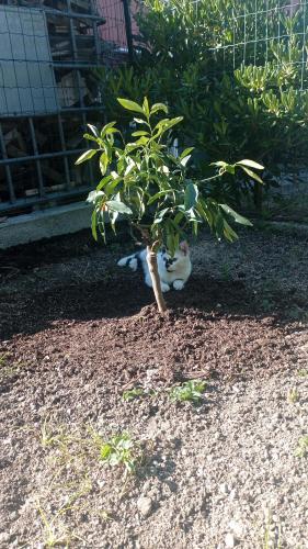 a cat sitting under a tree in the shade at LA TANA DELLA VOLPETTA - Bed & Breakfast in Stella
