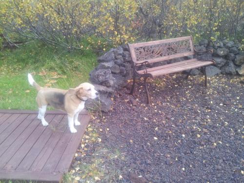 a dog standing on a deck next to a bench at Vetursetur in Laxamýri