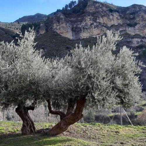 a tree in a field with a mountain in the background at LabellaCasona in Quéntar