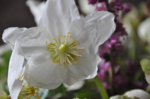 a white flower in front of a bouquet of flowers at Frühstückspension Seeberghof in Seewiesen