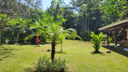 a palm tree in a yard next to a house at Osos Caribeños - with Garden - 400m from the Beach in Punta Uva