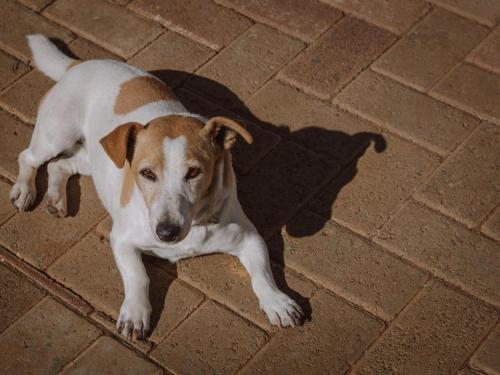 a brown and white dog laying on a brick floor at Die Moerbeiboom in Bloemfontein