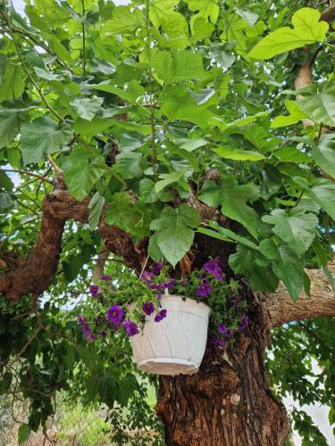 un vaso da fiore appeso ad un albero di Jason&Maria ad Ágios Matthaíos