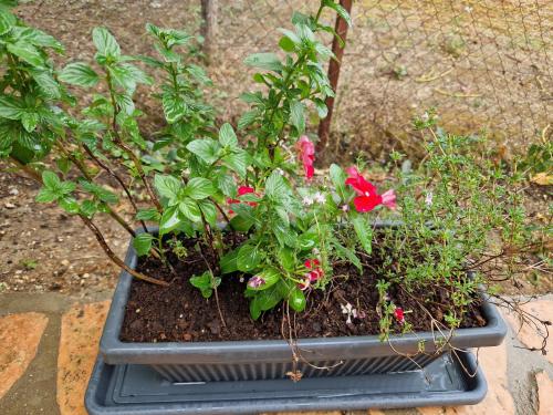 a planter with red flowers and plants in it at Jason&Maria in Ágios Matthaíos