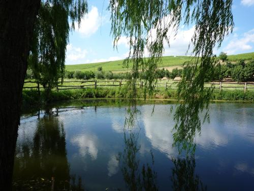 a pond with a tree and a field in the background at La Vigna Del Parroco in Verduno