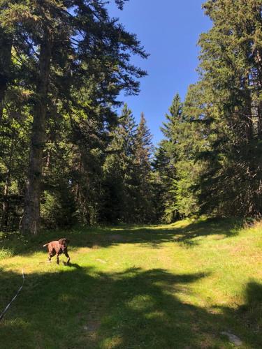 a brown dog walking in a field with trees at Appartement 2 chambres vue exceptionnelle in Chamrousse