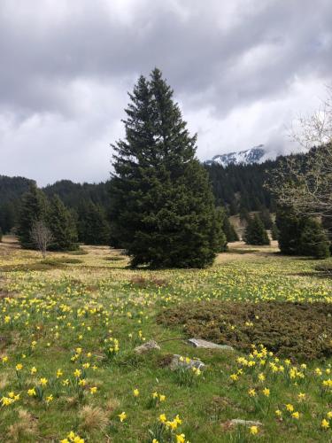 a field of flowers with a tree in the middle at Appartement 2 chambres vue exceptionnelle in Chamrousse
