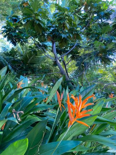 an orange flower in front of a tree at Anda Di Hows Hostel in Placencia Village