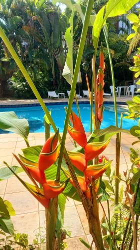 a plant with red flowers in front of a pool at Pousada Aparas in São Sebastião