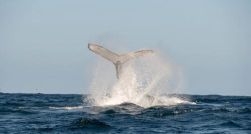 a dolphin jumping out of the water in the ocean at Paradise Beach House - Belle Escapes Jervis Bay in Sanctuary Point