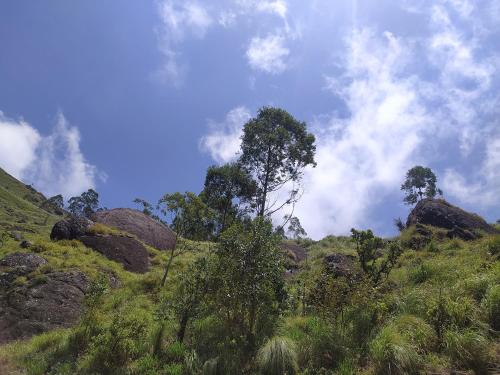 a grassy hill with a tree on top of it at Suryas Home Stay in Devikolam