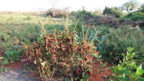 a plant in the middle of a garden at Tausa Tsavo Eco Lodge in Voi