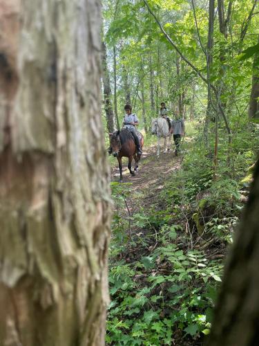 two people riding horses on a trail in the woods at Chata u Kostela in Dolni Misecky