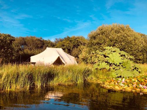a yurt in a field next to a body of water at Rose glamping, self catering, bell tent in St Austell