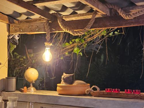 Φωτογραφία από το άλμπουμ του The Mellow Mango στο Κο Λαντά