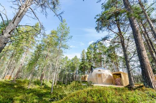 a luxury tent in the woods at GLØD Aurora Canvas Dome in Alta