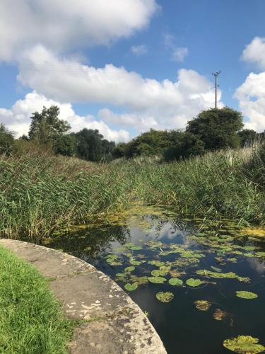 a pond with lily pads in the water at Assembly Cottage in Pocklington