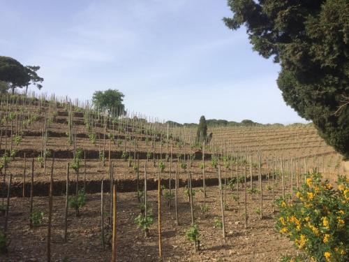 a vineyard with rows of plants in a field at Face à la mer Résidence Les Elmes in Banyuls-sur-Mer