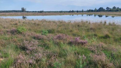 a field of tall grass with a lake at B en B Stipdonk in Lierop