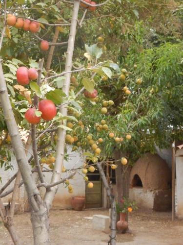 an apple tree with fruits on it in front of a building at Hostal Casa Grande in Villazón