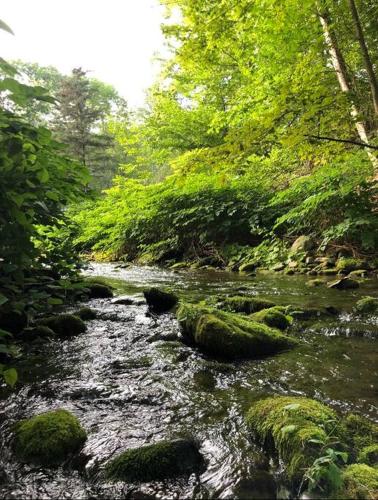 a stream with moss covered rocks in a forest at Stream House (The Lorca, Catskills) in Shandaken
