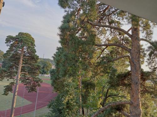 アウグストゥフにあるApartament Konopnickaのテニスコート横に立つ木々