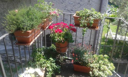 a bunch of potted plants on a fence at San Carlo in Chiavenna