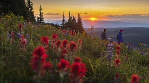 two people standing on top of a hill with flowers at Fireside Lodge #419 By Bear Country in Sun Peaks