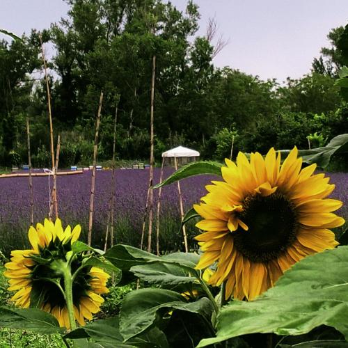 Taman di luar AGRITURISMO TERRAPIA