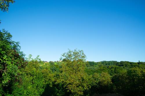a group of trees with a blue sky in the background at Kraljeva hiža - Apartmani i sobe Kralj in Sveti Martin na Muri