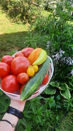 a person holding a bowl of tomatoes and cucumbers at Konaci Očeva Zemlja Vikendica i Bungalovi in Mojkovac