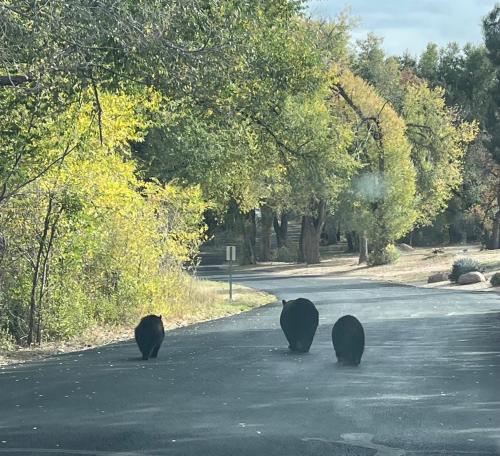 a group of three black cats crossing a road at Celestial Casita in Colorado Springs