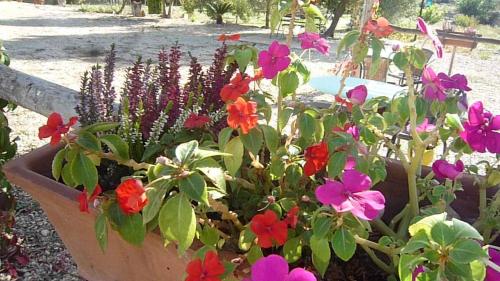 a pot of colorful flowers in a garden at Hort de L'Aubert in Cretas