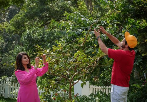 a man and woman picking fruit from a tree at 31st December Farms And Estates Munnar in Munnar